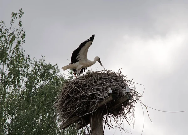 Família Cegonhas Adultas Ninho Aves Migratórias Habitat Natural Cegonha Guardar — Fotografia de Stock