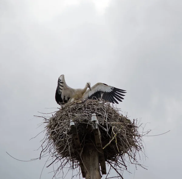 Familj Vuxna Storkar Boet Flyttande Fåglar Naturlig Livsmiljö Stork Som — Stockfoto