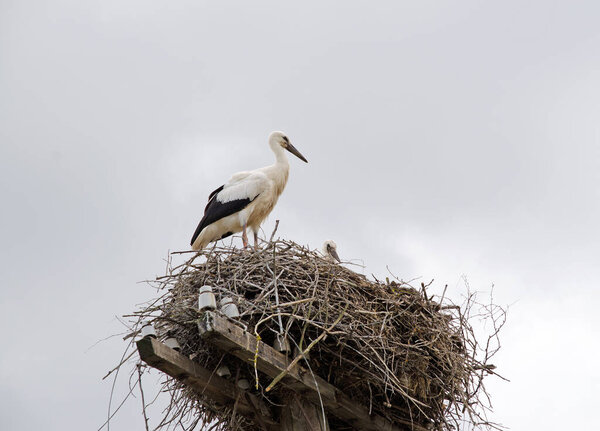 Family of adult storks in the nest. Migratory birds in natural habitat. Stork guarding the nest.