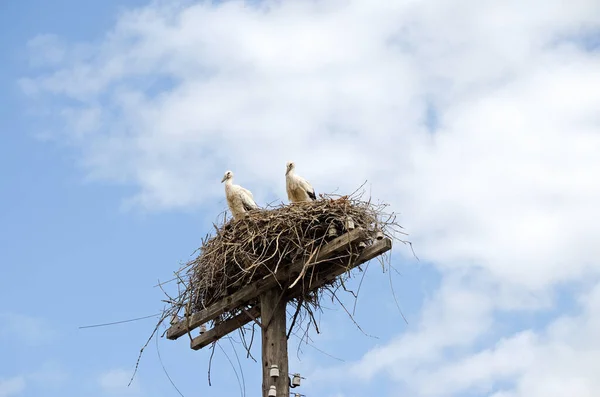 Familia Cigüeñas Adultas Nido Aves Migratorias Hábitat Natural Cigüeña Custodiando —  Fotos de Stock