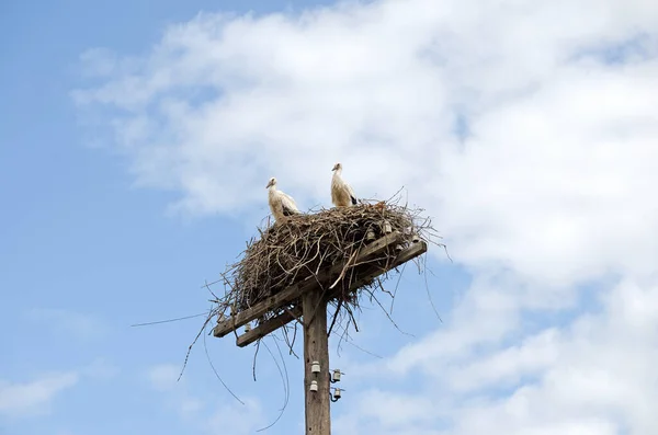 Familj Vuxna Storkar Boet Flyttande Fåglar Naturlig Livsmiljö Stork Som — Stockfoto