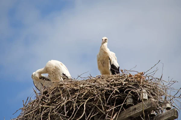 Família Cegonhas Adultas Ninho Aves Migratórias Habitat Natural Cegonha Guardar — Fotografia de Stock