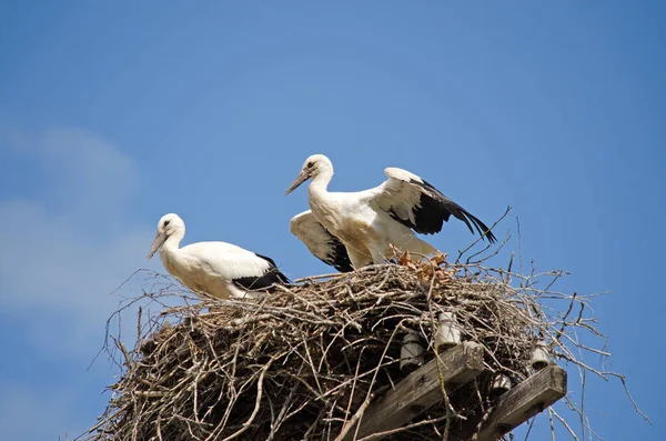 Familia Cigüeñas Adultas Nido Aves Migratorias Hábitat Natural Cigüeña Custodiando — Foto de Stock