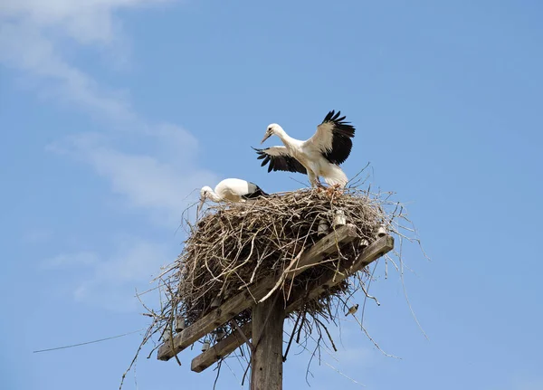 Familj Vuxna Storkar Boet Flyttande Fåglar Naturlig Livsmiljö Stork Som — Stockfoto