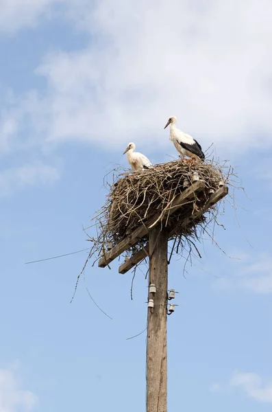 Familia Cigüeñas Adultas Nido Aves Migratorias Hábitat Natural Cigüeña Custodiando — Foto de Stock