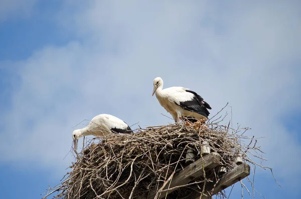 Familj Vuxna Storkar Boet Flyttande Fåglar Naturlig Livsmiljö Stork Som — Stockfoto