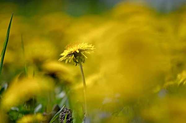 黄色のタンポポだ 春の花の背景 黄色のタンポポのフィールド 明るい春の風景 — ストック写真