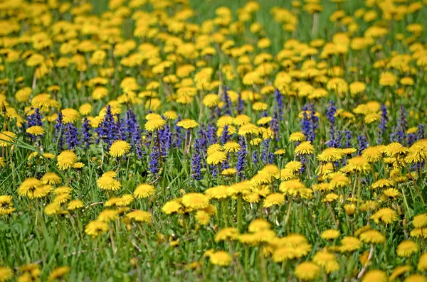 Gula Maskrosor Spring Blommor Bakgrund Fält Med Gula Maskrosor Ljusa — Stockfoto