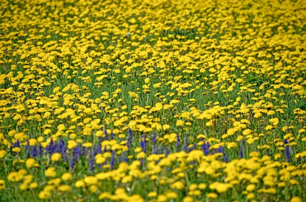 Gula Maskrosor Spring Blommor Bakgrund Fält Med Gula Maskrosor Ljusa — Stockfoto