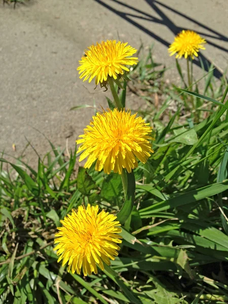 Denti Leone Gialli Primavera Fiori Sfondo Campo Denti Leone Gialli — Foto Stock