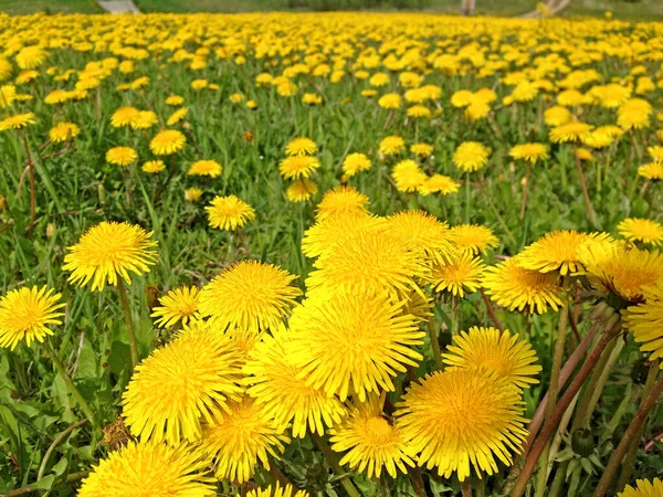 黄色のタンポポだ 春の花の背景 黄色のタンポポのフィールド 明るい春の風景 — ストック写真