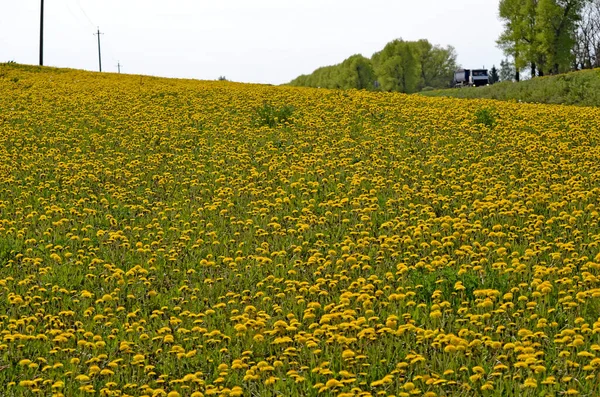 Żółte Dmuchawce Wiosenne Tło Kwiatów Pole Żółtych Dmuchawców Jasny Wiosenny — Zdjęcie stockowe