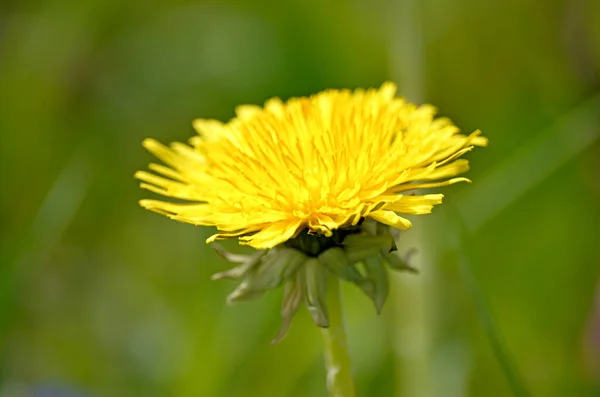 Denti Leone Gialli Primavera Fiori Sfondo Campo Denti Leone Gialli — Foto Stock