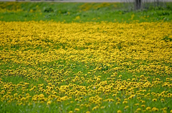 Gula Maskrosor Spring Blommor Bakgrund Fält Med Gula Maskrosor Ljusa — Stockfoto