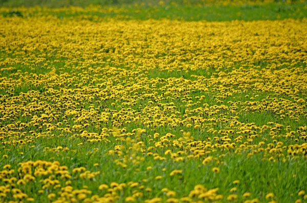 Yellow Dandelions Spring Flowers Background Field Yellow Dandelions Bright Spring — Stock Photo, Image