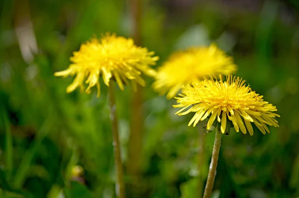 Denti Leone Gialli Primavera Fiori Sfondo Campo Denti Leone Gialli — Foto Stock