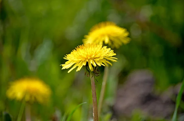 Dientes León Amarillos Fondo Flores Primavera Campo Dientes León Amarillos —  Fotos de Stock