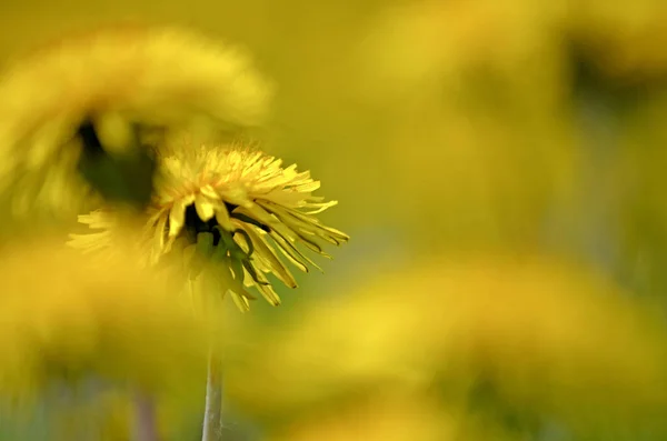 Denti Leone Gialli Primavera Fiori Sfondo Campo Denti Leone Gialli — Foto Stock