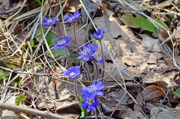 Anemon Hepatica Pospolita Wątroba Wątroba Nerka Ziele Dziurawca Wątroba Objawiona — Zdjęcie stockowe