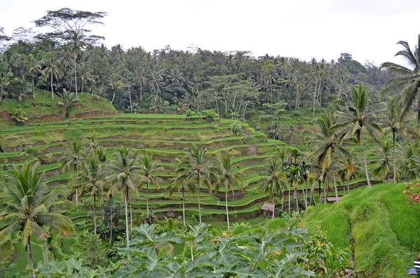 Pirinç Terasları Bali Nin Güzel Doğası Endonezya Daki Paddy Alanı — Stok fotoğraf