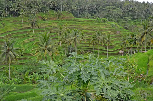 Pirinç Terasları Bali Nin Güzel Doğası Endonezya Daki Paddy Alanı — Stok fotoğraf