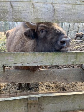 Bizon doğal yaşam alanında..