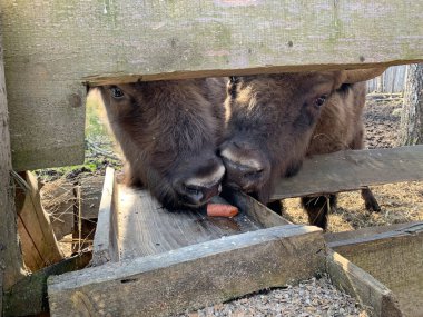 Bizon doğal yaşam alanında..