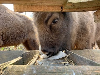 Bizon doğal yaşam alanında..