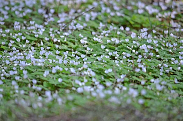 Anemone Nemorosa Perenn Ört Blommor Skogen Den Europeiska Delen Ryssland — Stockfoto