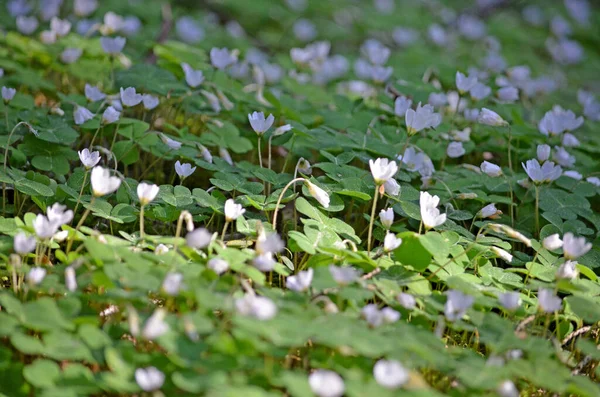 Nemorosa Amonowa Jest Wieloletnim Ziołem Kwiaty Lesie Europejskiej Części Rosji — Zdjęcie stockowe