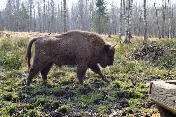 Bisons Natürlichem Lebensraum — Stockfoto