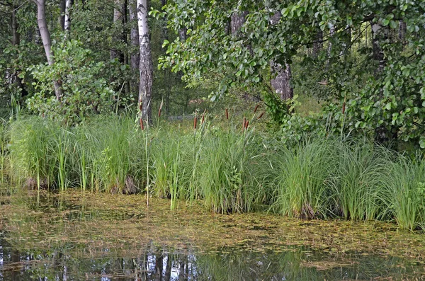 Hátsó Víz Víz Kacsamoszattal Erdőben Süllyedt — Stock Fotó