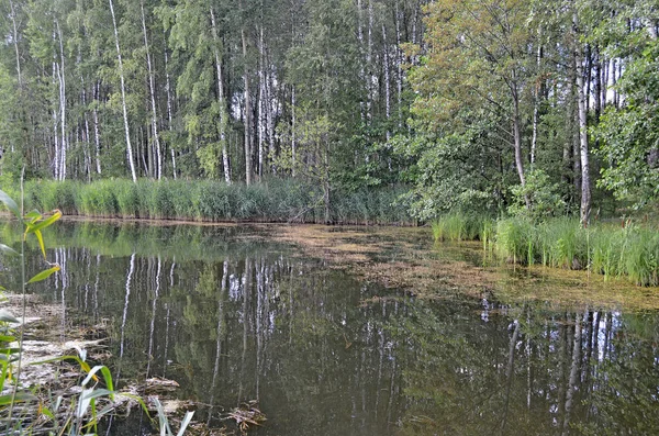 Rückstau Wasser Mit Wasserlinsen Wald Versenkter Baum — Stockfoto