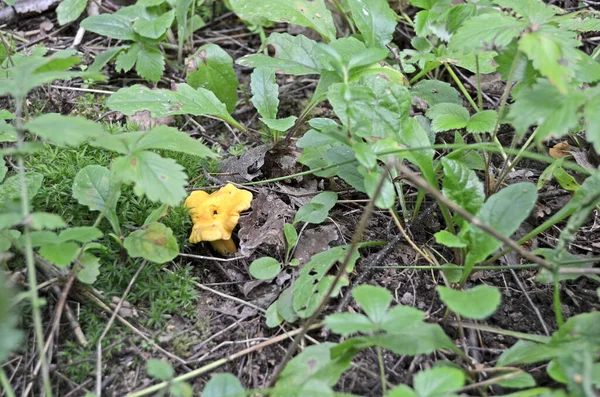 Cantharellus Cibarius Setas Comestibles Sabrosas Cantarelas Bosque — Foto de Stock