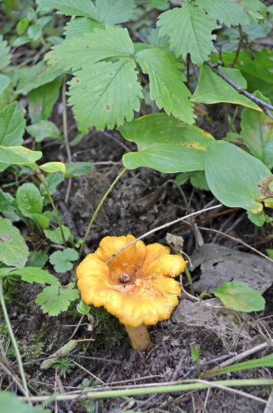 Cantharellus Cibarius Eetbare Paddenstoelen Lekkere Chanterellen Het Bos — Stockfoto