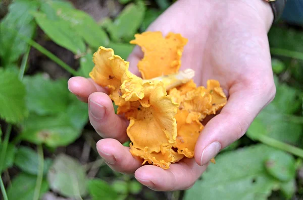 Cantharellus Cibarius Ról Ehető Gomba Ízletes Chanterelles Erdőben — Stock Fotó