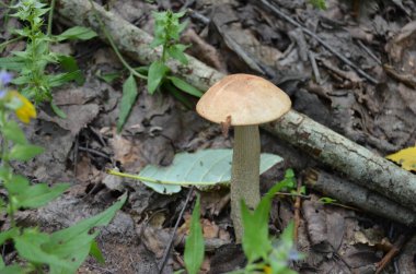 Boletus. Leccinum. Portakal kapaklı boletus. Leccinum aurantiacum