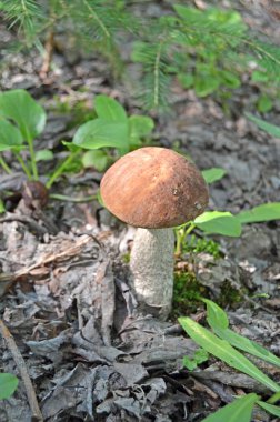 Boletus. Leccinum. Portakal kapaklı boletus. Leccinum aurantiacum