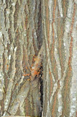Ahşap dokular. Canlı bir ağacın kabuğu. Huş ağacı