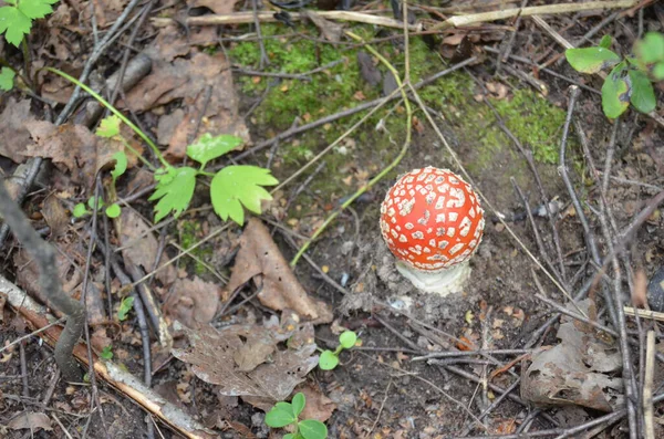 Amanita Amanita Muscaria Seta Venenosa Volar Agárico Bosque Tapas Rojas —  Fotos de Stock