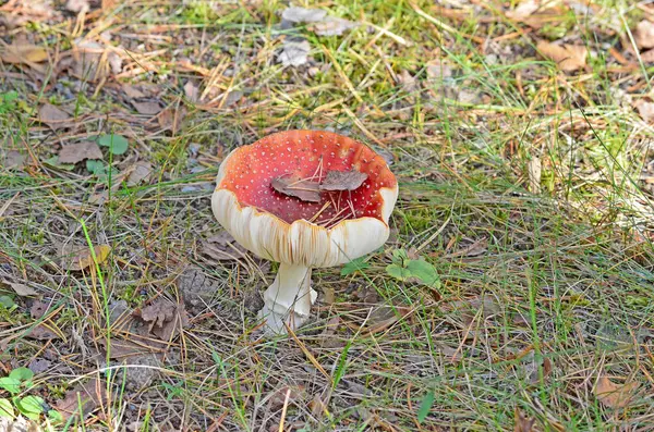 Amanita Amanita Muscaria Giftige Paddenstoel Vlieg Agarisch Het Bos Rode — Stockfoto