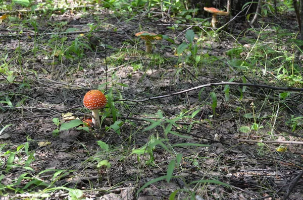 アマニタ アマニタ ムスカリア 毒キノコだ 森の中で熱帯雨林を飛ぶ 天板の赤帽 — ストック写真