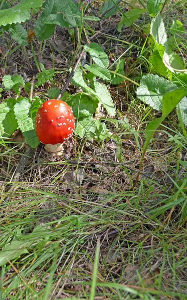 天田天田麝香 有毒的蘑菇 在森林里飞来飞去 天田的红帽 — 图库照片