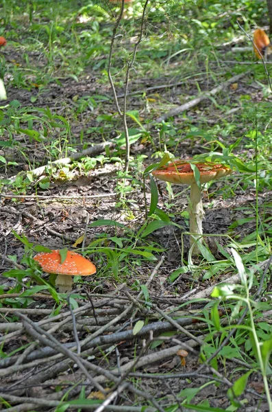 Amanita Amanita Muscaria Ядовитый Гриб Лети Агариком Лес Красные Кепки — стоковое фото