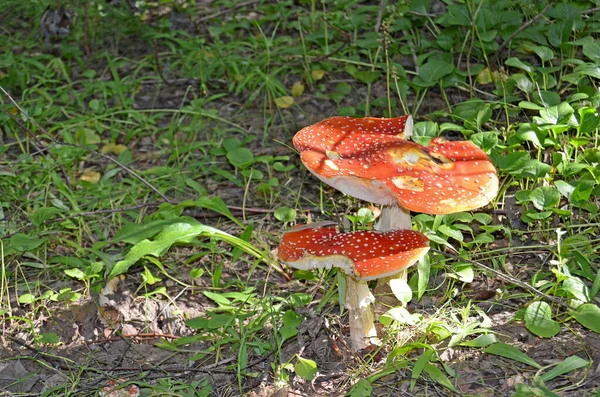 Amanita Amanita Muscaria Seta Venenosa Volar Agárico Bosque Tapas Rojas —  Fotos de Stock