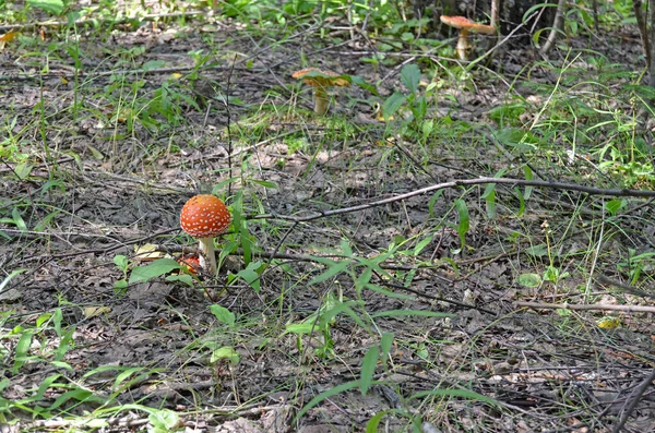 アマニタ アマニタ ムスカリア 毒キノコだ 森の中で熱帯雨林を飛ぶ 天板の赤帽 — ストック写真