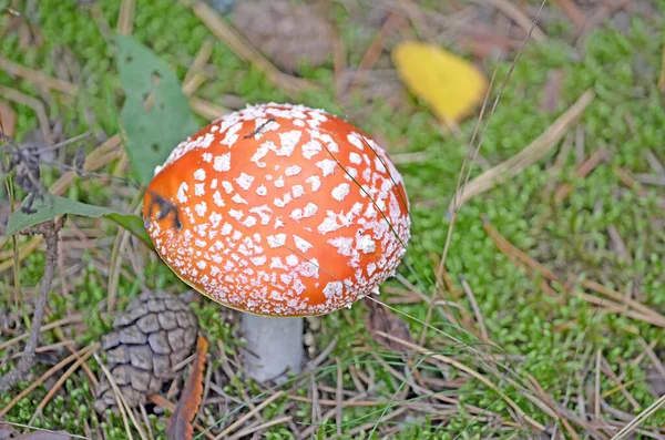 Amanita Amanita Muscaria Giftpilz Fliegenpilz Wald Rote Mützen Von Amanita — Stockfoto