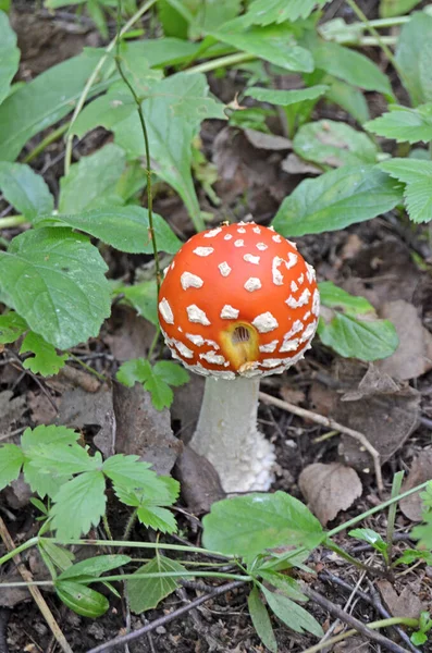天田天田麝香 有毒的蘑菇 在森林里飞来飞去 天田的红帽 — 图库照片
