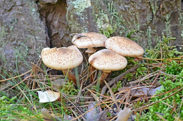 Armillaria Mellea Miel Agárica Corteza Árbol — Foto de Stock