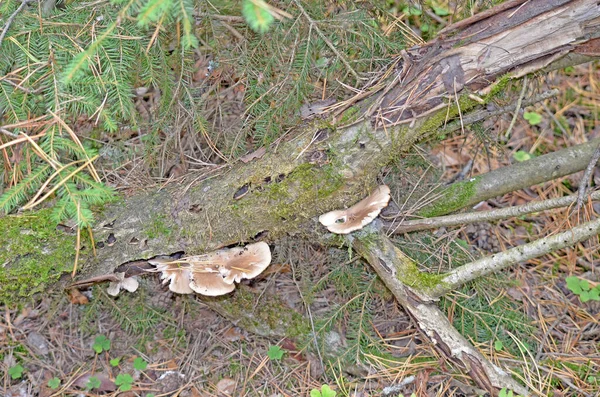 Cogumelos Venenosos Cogumelos Perigosos Cogumelos Inofensivos — Fotografia de Stock